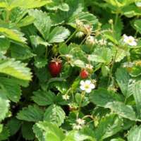 Fragaria vesca'Improved Rugen'