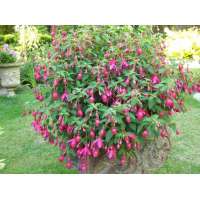 Fuchsia'Tom Thumb'