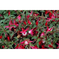 Fuchsia magellanica'Madame Cornelissen' 