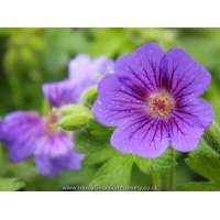 Geranium ibericum jubatum