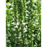 Lobelia siphilitica'alba'