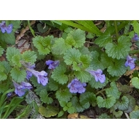 Glechoma hederacea