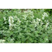 Nepeta faassenii'Alba'