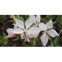 Gaura lindheimeri'Short Form'