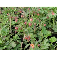 Geum rivale'Leonard's Variety'