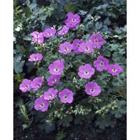 Geranium cinereum'Penny Lane'