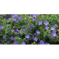 Geranium'Brooksite'