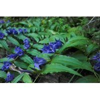 Gentiana asclepiadea