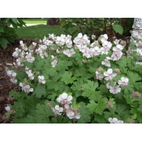 Geranium cantabrigiense'Biokovo' 