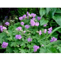 Geranium cantabrigiense'Cambridge' 