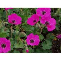 Geranium cinereum'Subcaulescens' 