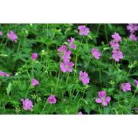 Geranium endressii