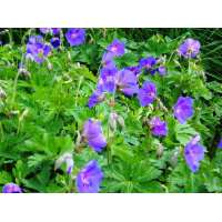 Geranium himalayense'Gravetye'