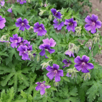 Geranium ibericum