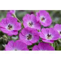 Geranium 'Jolly Jewel Pink'