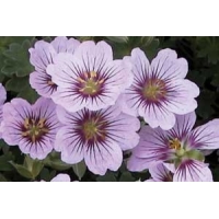 Geranium'Lilac Ice' 