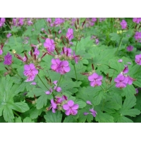 Geranium macrorrhizum 