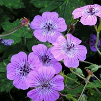 Geranium'Pink Penny'