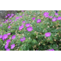 Geranium sanguineum 