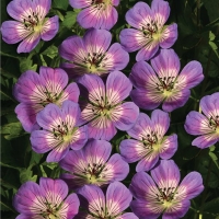 Geranium'Sweet Heidy'