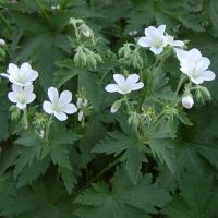 Geranium sylvaticum'Album'