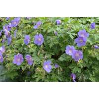 Geranium himalayense'Baby Blue'