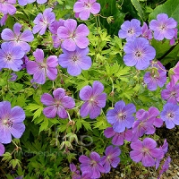 Geranium'Blue Sunrise'