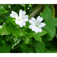 Geranium nodosum'Silverwood'