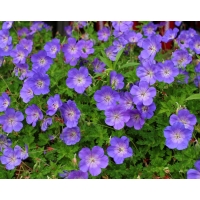 Geranium'Rozanne'