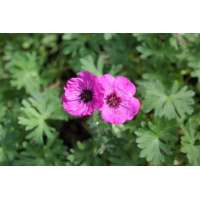 Geranium'Jolly Jewel Silver'