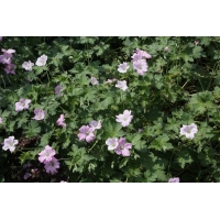 Geranium 'Dreamland'