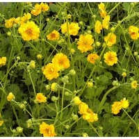 Geum chiloense'Lady Stratheden' 