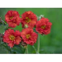 Geum'Scarlet Tempest'