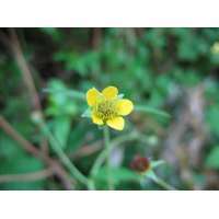 Geum urbanum