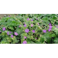 Geranium wlassovianum