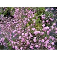 Gypsophila paniculata'Flamingo'