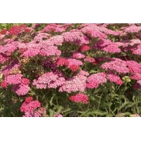 Achillea millefolium'Red Beauty'