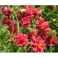 Helianthemum hybride'Cerise Queen'