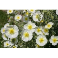 Helianthemum'The Bride' 