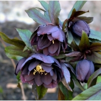 Helleborus orientalis'Double Ellen Purple'