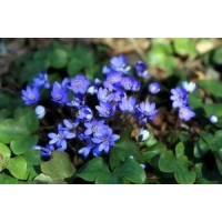 Hepatica nobilis