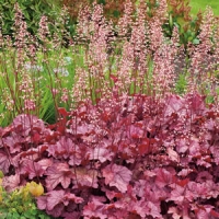 Heuchera'Berry Smoothy'