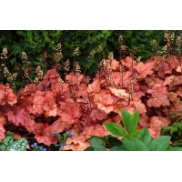 Heuchera'Georgia Peach'