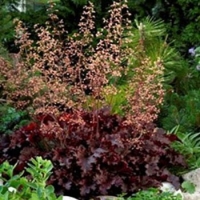 Heuchera'Melting Fire'