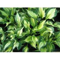 Hosta'Whirlwind' 