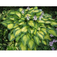 Hosta'Paul's Glory' 