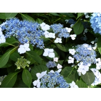 Hydrangea serrata'Blue Bird' 