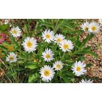 Aster alpinus'Albus'