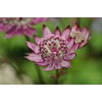 Astrantia major'Burgundy Manor'