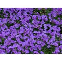 Aubrieta'Blaumeise'